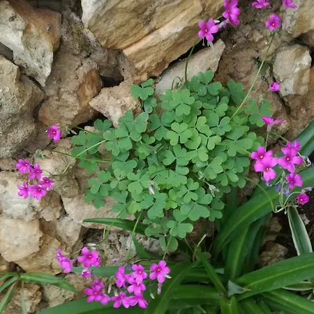 Dragan Appartamento Traù