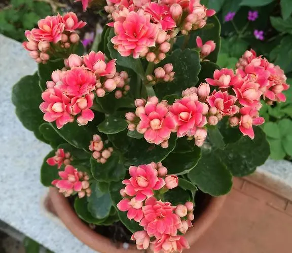 Dragan * Трогір